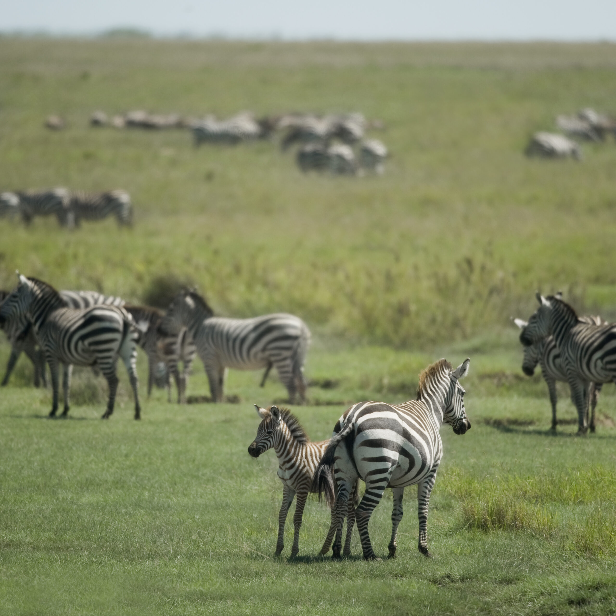 Ngorongoro Crater