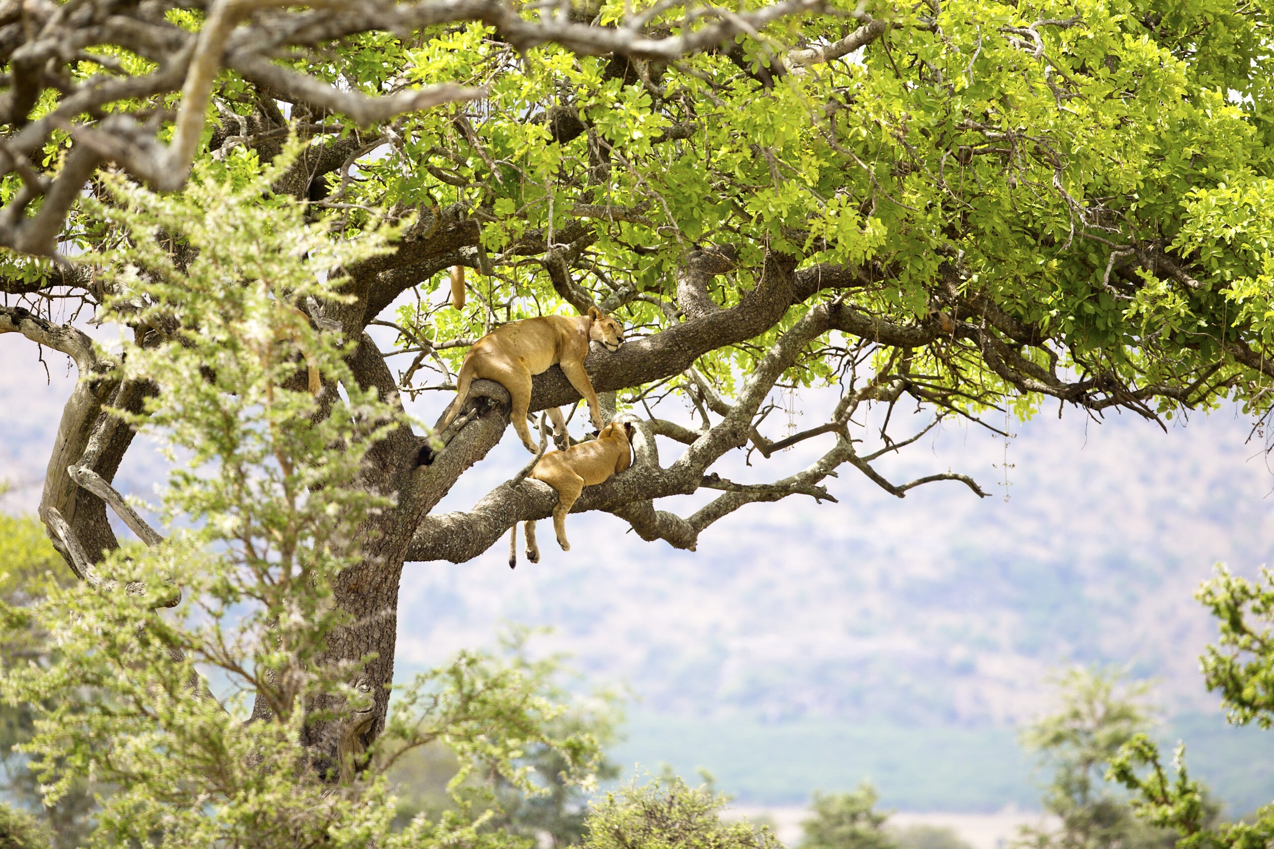 Lake Manyara